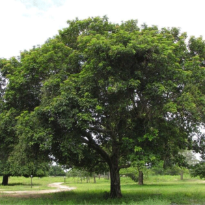 large-vitex-cymosa-taruma