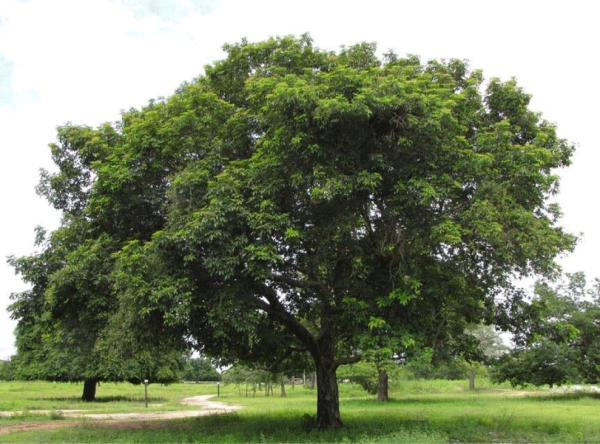 large-vitex-cymosa-taruma