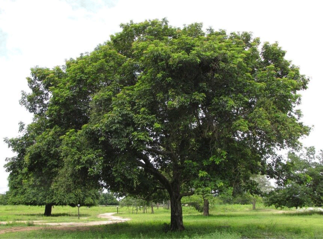 Vitex Cymosa (Taruma Tree)