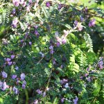 leaf Wattapama at TreeWorld Wholesale