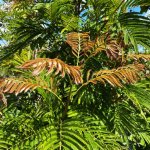 leaf pithecilobium -arborea lorito