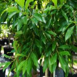 leaves-sideroxylon-salicifolium-willow-bustic