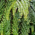 Leaves_cassiaroxburghii-redlaburnum at TreeWorld Wholesale