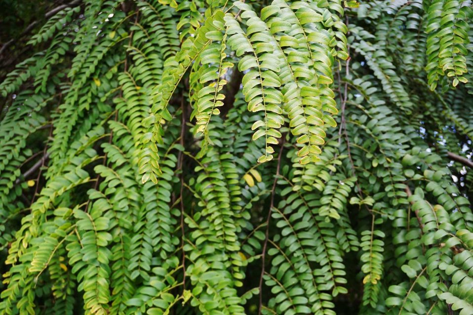 Leaves_cassiaroxburghii-redlaburnum at TreeWorld Wholesale