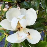 little magnolia-flower