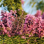 lonchocarpusviolaceus-flower