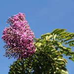 lonchocarpusviolaceus-flower