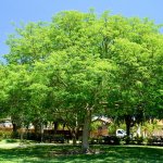 Lysiloma Latisiliquum (Wild Tamarind)