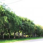 lysiloma sabicu-specimen row