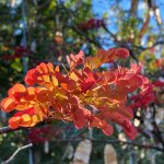 lysolomasabicu-newflush-leaves-flower