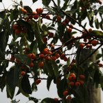 mastic tree-fruit