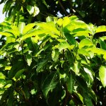 mastic tree-leaves