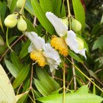 mesua ferrea (ironwood) flower