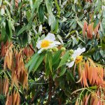 mesua ferrea (ironwood) flower