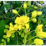 Erythrostemon Mexicanus (Mexican Holdback) flower