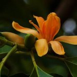 michelia champaca known as orange champaca flower