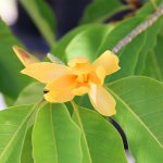 michelia champaca (orange champaca) flower