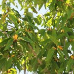 michelia champaca known as orange champaca leaves