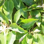 michelia x alba (white champaca) leaves