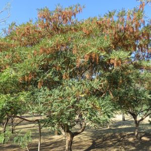 Alvaradoa Amorphoides known as Mexican Alvaradoa at TreeWorld Wholesale