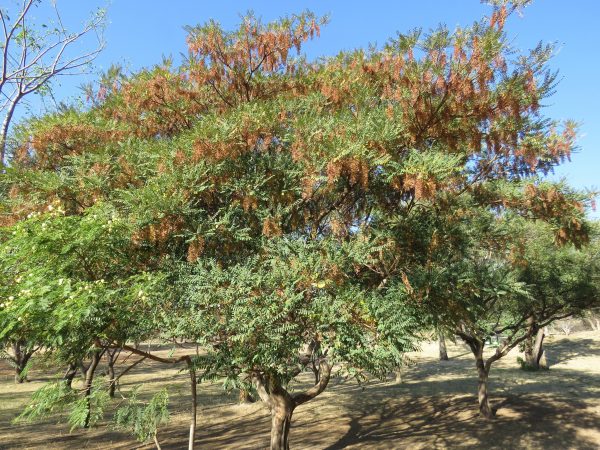 Alvaradoa Amorphoides known as Mexican Alvaradoa at TreeWorld Wholesale