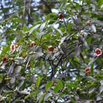 Clusia Lanceolata (Porcelain Flower)