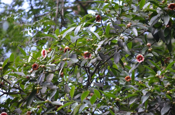 Clusia Lanceolata (Porcelain Flower)