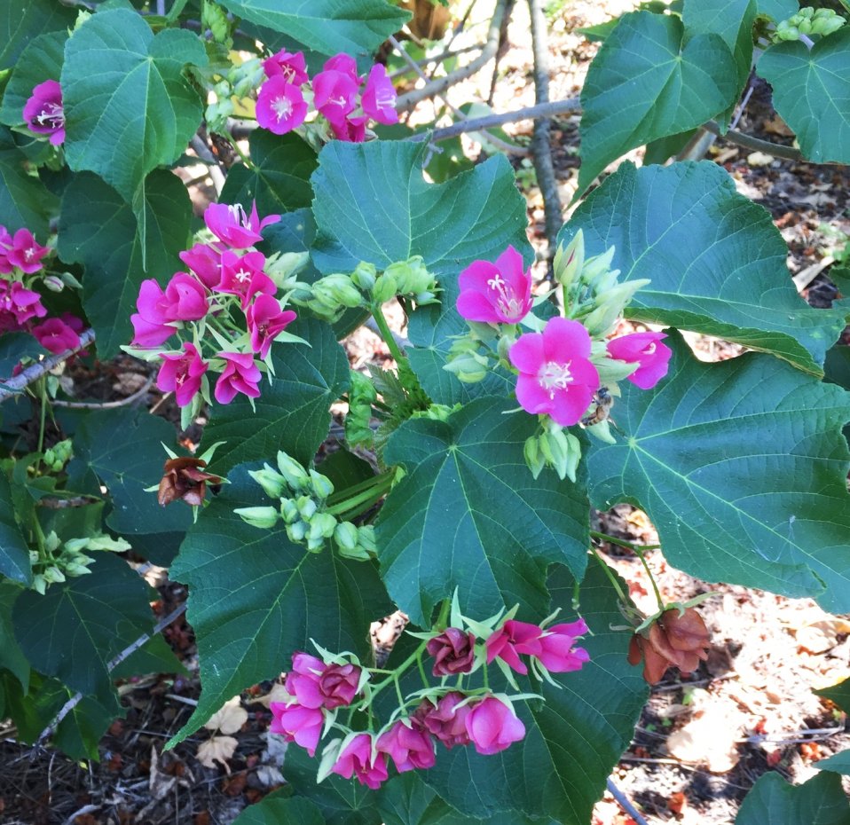 Dombeya x Seminole