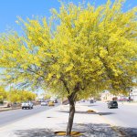 Parkinsonia Aculeata (Jerusalem Thorn)