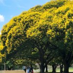 Peltophorum Dubium (Yellow Poinciana)Specimen