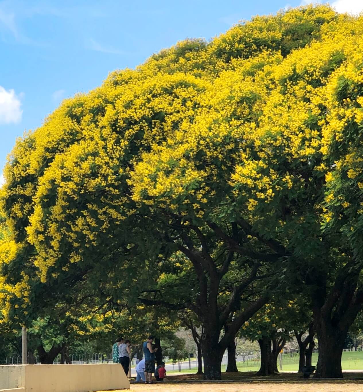 Peltophorum Dubium (Yellow Poinciana)Specimen