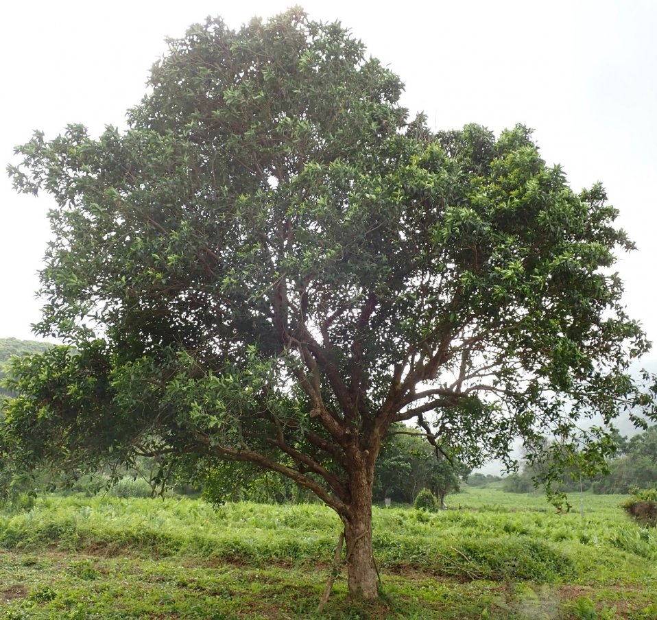 Calyptranthes Zuzygium