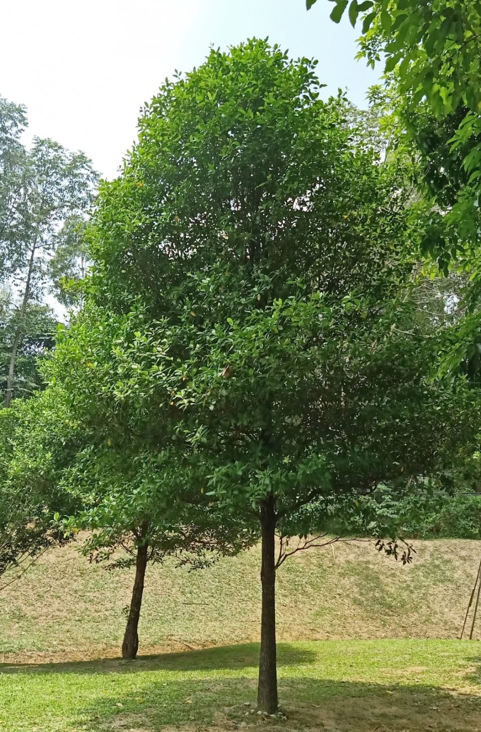 Fagraea fragrans