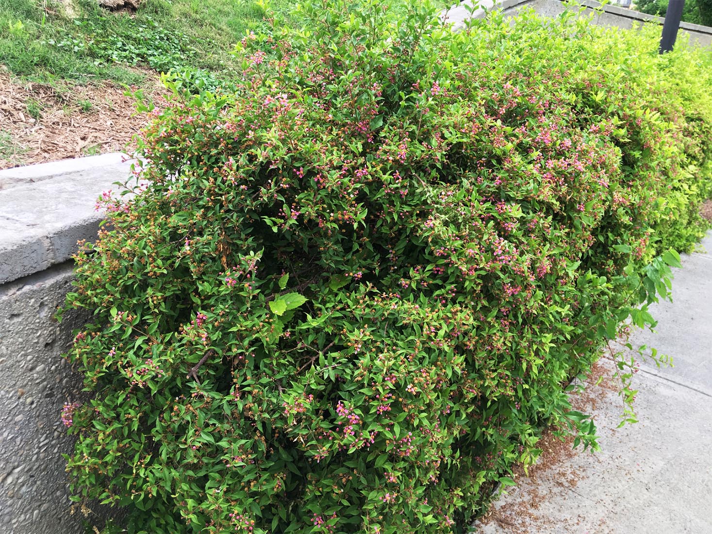 original-acerola barbados cherry
