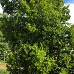 Krugiodendron Ferreum (Black Ironwood)