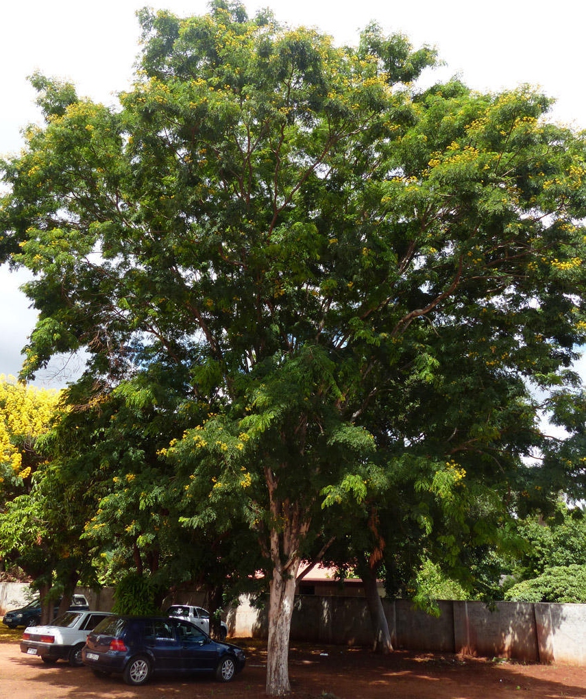 Caesalpinia Ferrea