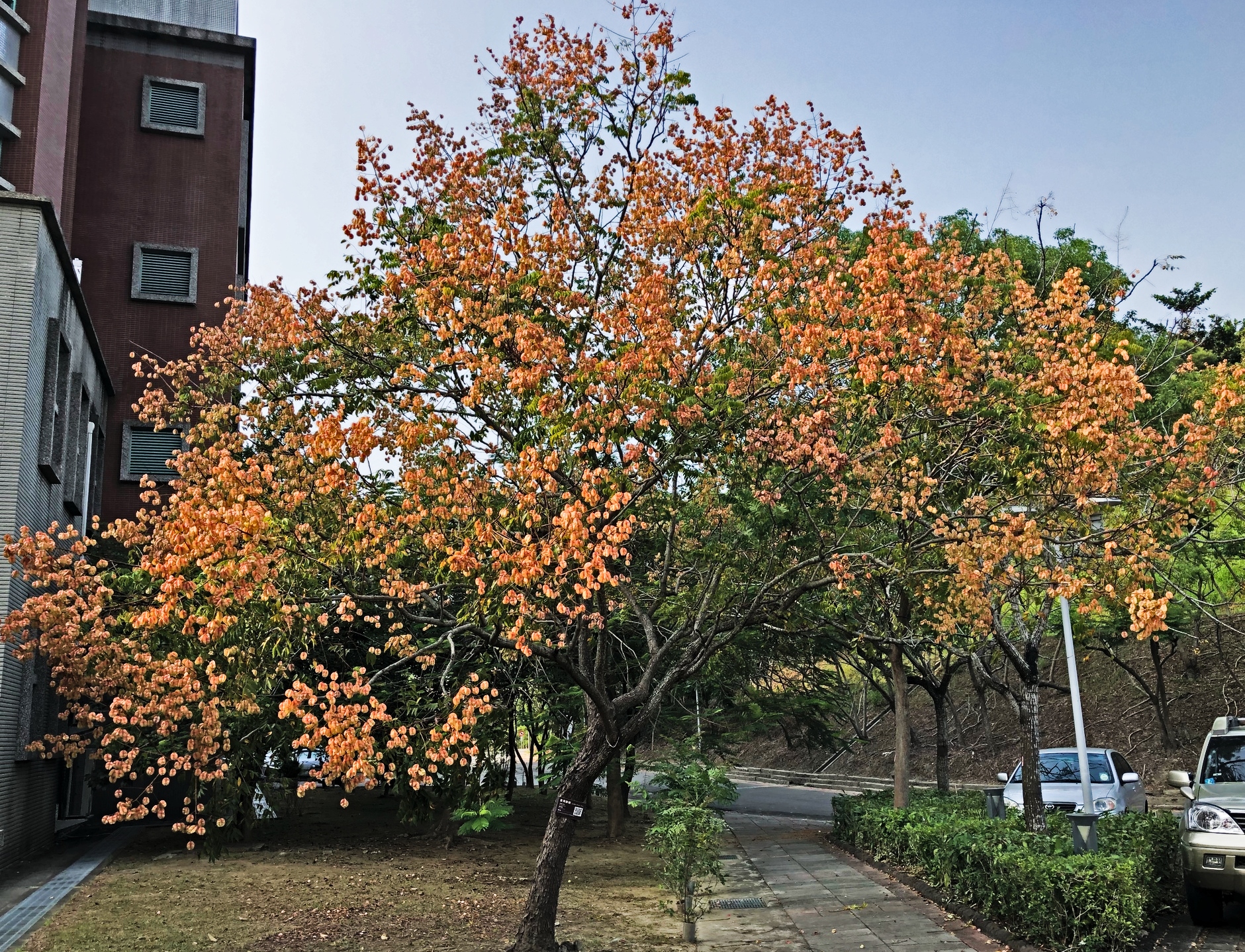 original-chines-rain tree-golden-rain-tree-koelreuteria-elegansjpg