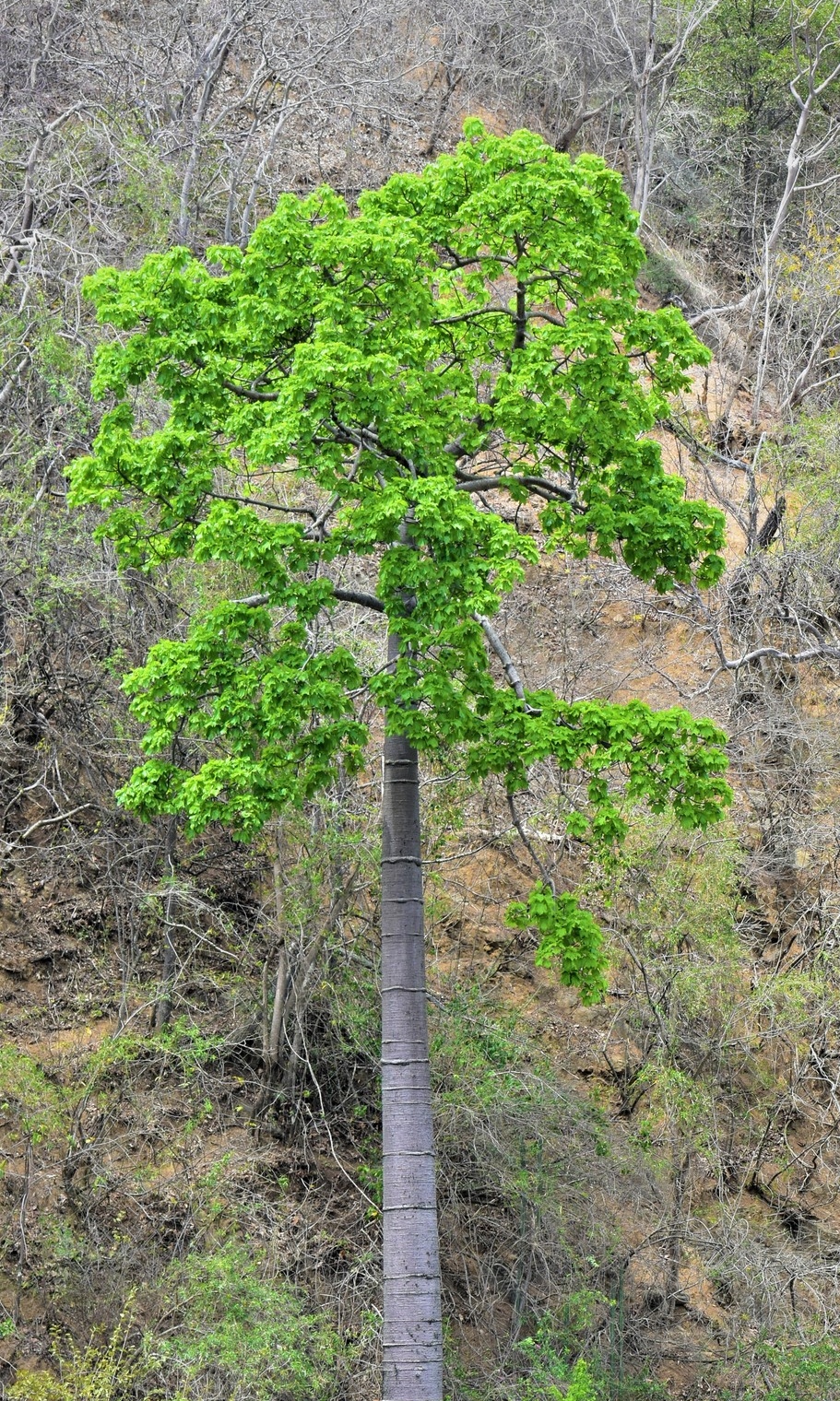 Cavanillesia Platanifolia