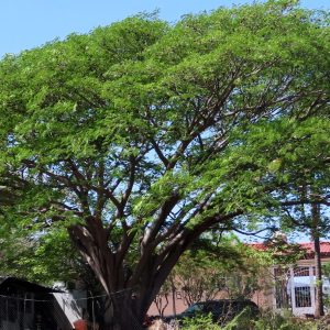 original-ear-pod-tree