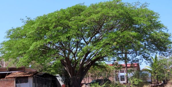 original-ear-pod-tree