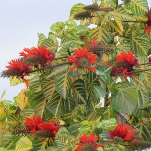 Erythrina Variegata (Variegata)