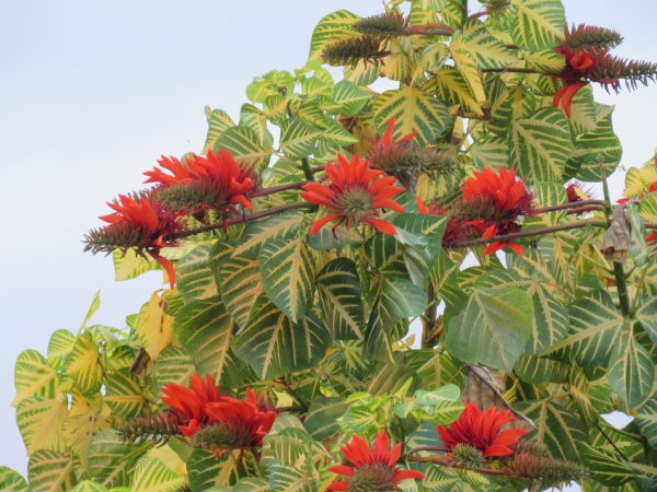 Erythrina Variegata (Variegata)