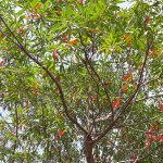 Elaeocarpus decipiens (Japanese Blueberry) tree for sale Florida