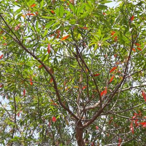 Elaeocarpus decipiens (Japanese Blueberry)