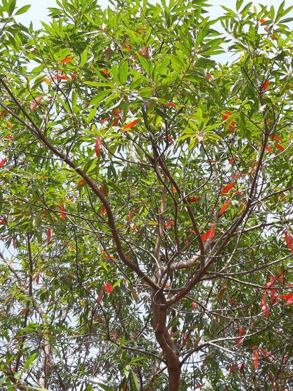 Elaeocarpus decipiens (Japanese Blueberry)