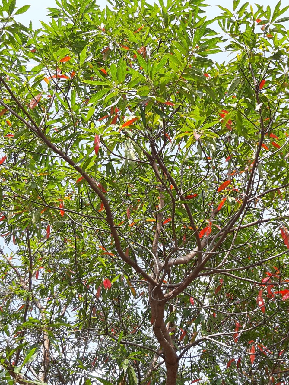 Elaeocarpus Decipiens
