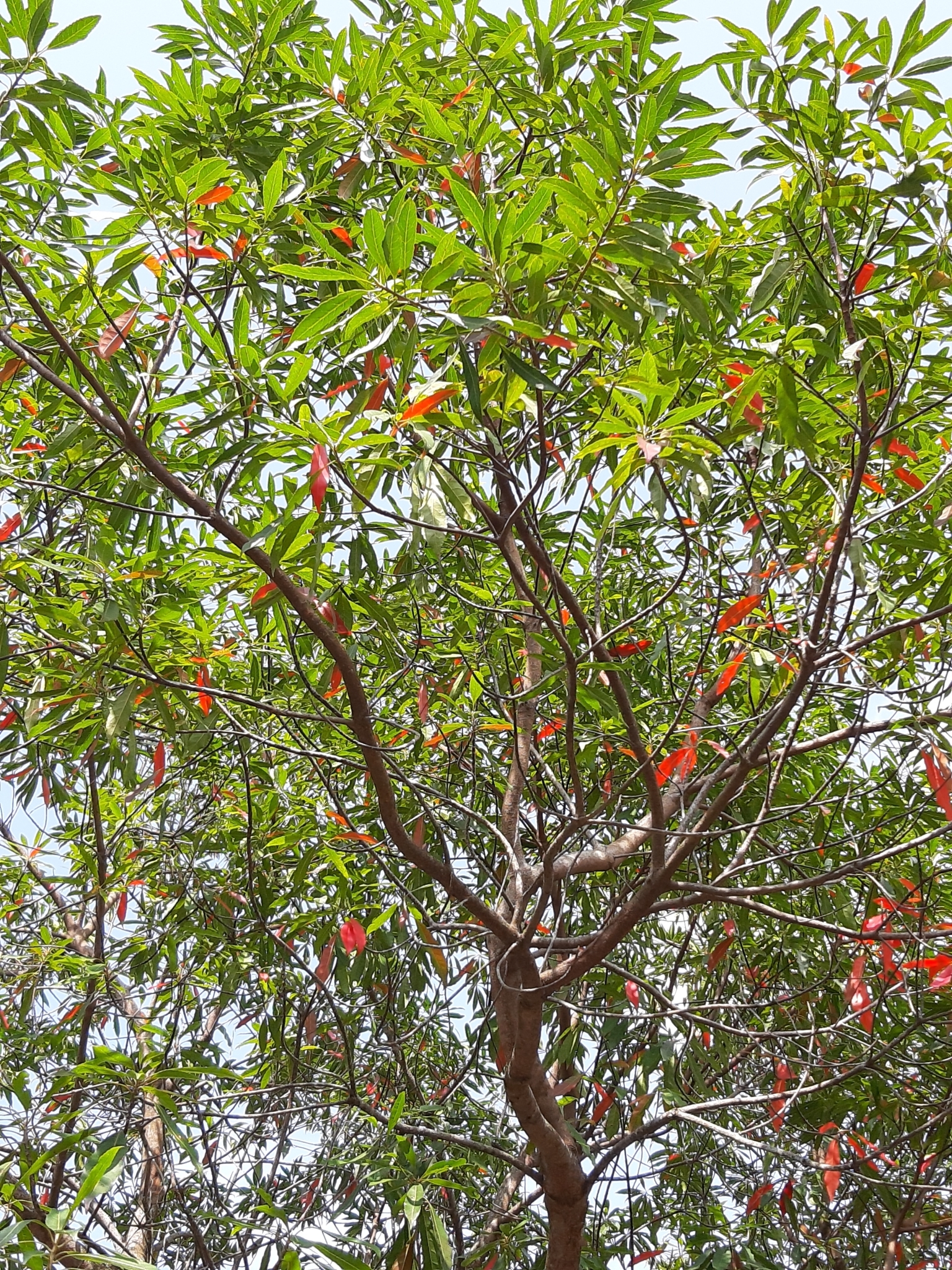 Elaeocarpus decipiens (Japanese Blueberry) tree for sale Florida
