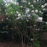 Lagerstroemia indica (Natchez) Crape-myrtle