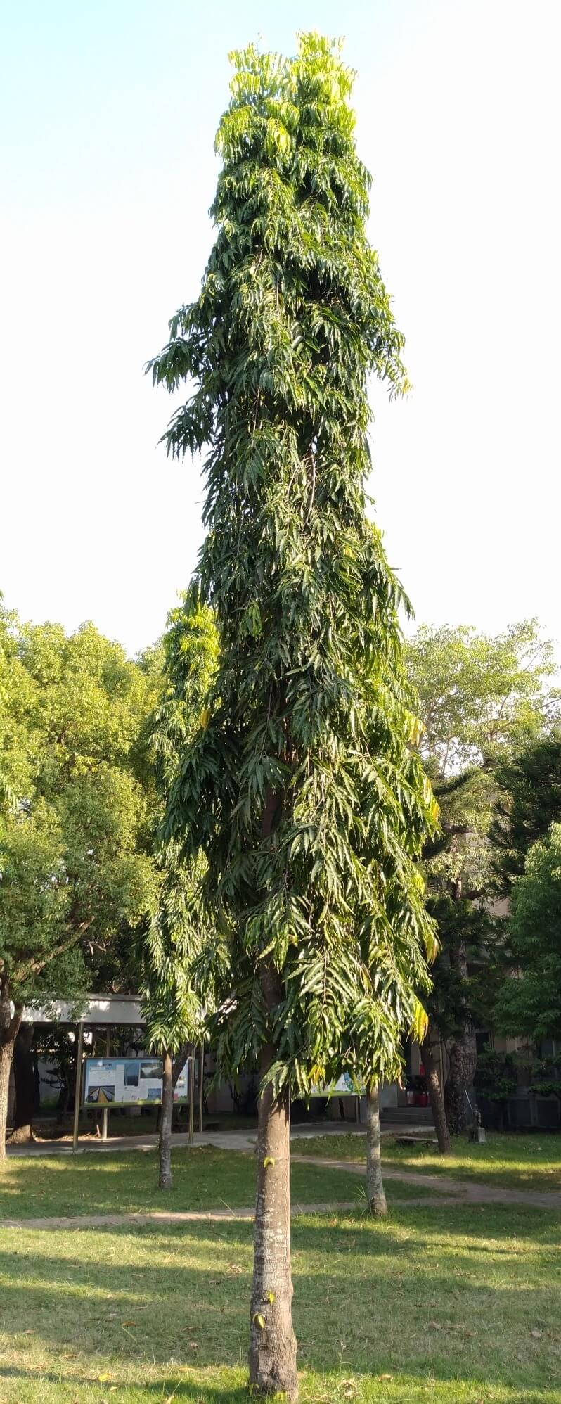 original - polyalthia longifolia_Fotor