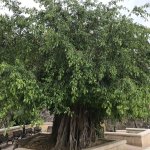 Ficus citrifolia tree Florida (Short leaf fig)